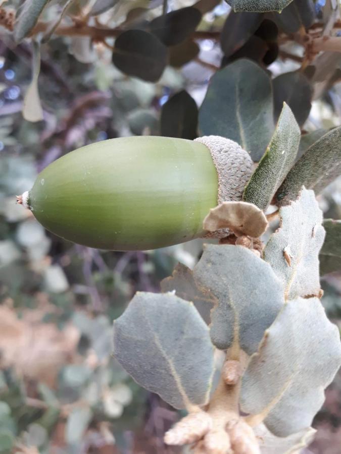 Agua De Mayo Hinojales المظهر الخارجي الصورة